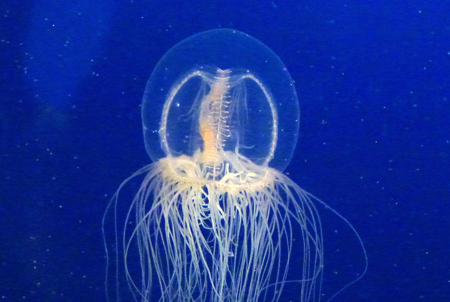 An Interesting Jellyfish At The Vancouver Aquarium ...