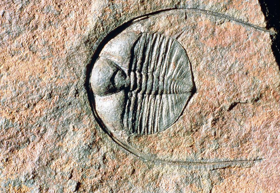 An Internal Fossil Cast Of Trilobite Photograph by Sinclair Stammers/science Photo Library