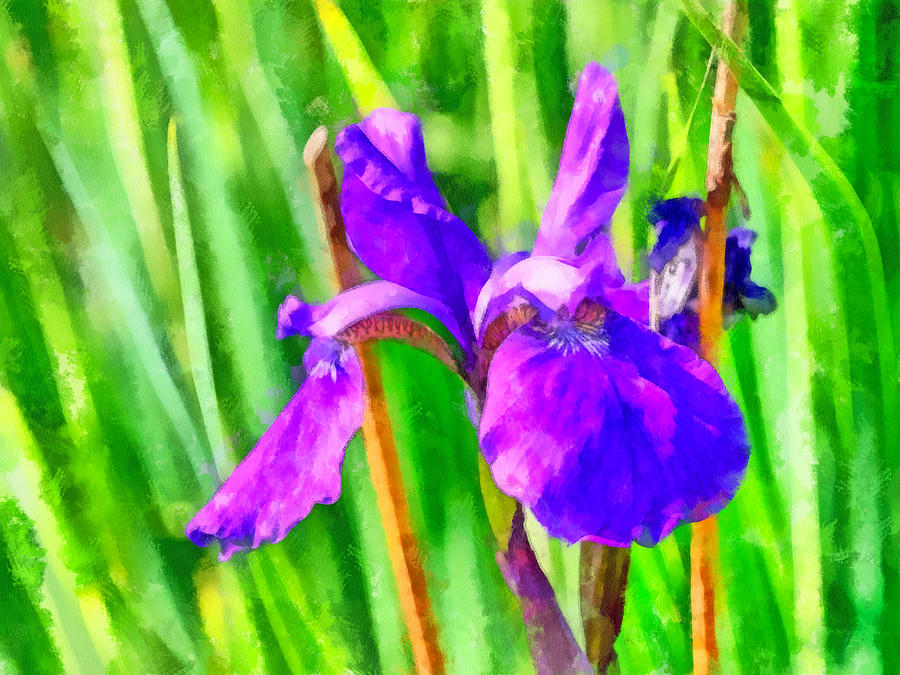 An iris at my mother-in-laws Digital Art by Digital Photographic Arts