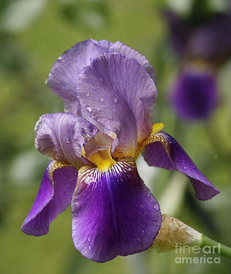 An Iris in Spring Photograph by Chris Anderson