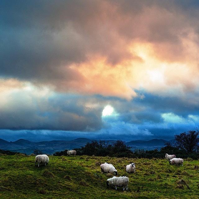 Sheep Photograph - An Irish Day by Aleck Cartwright