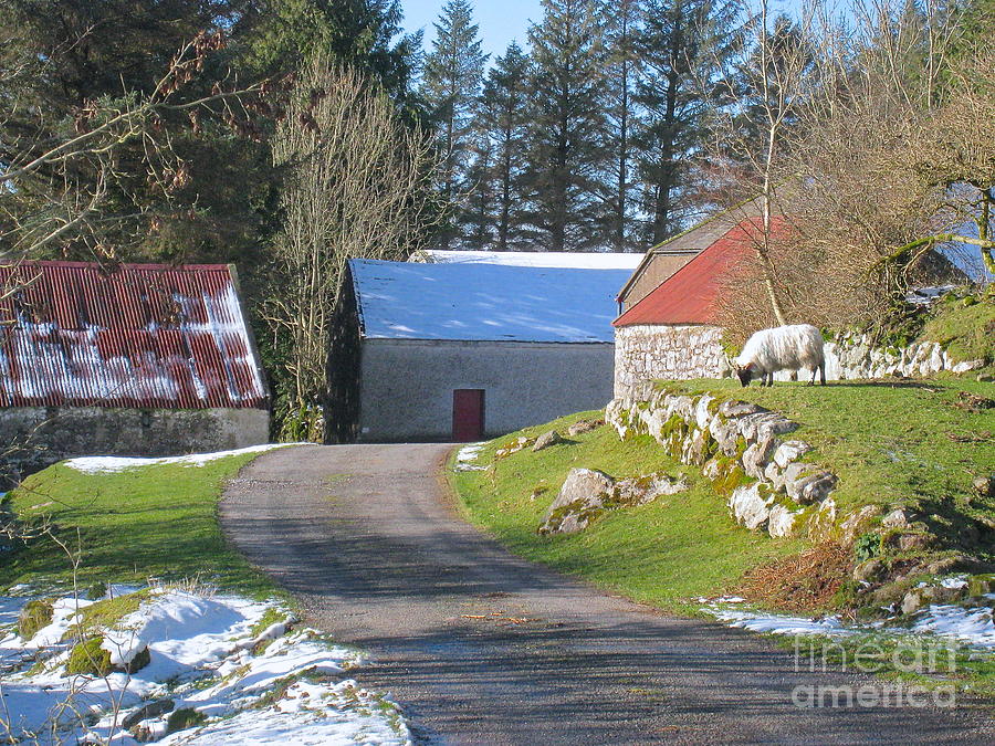 An Irish December Photograph by Suzanne Oesterling