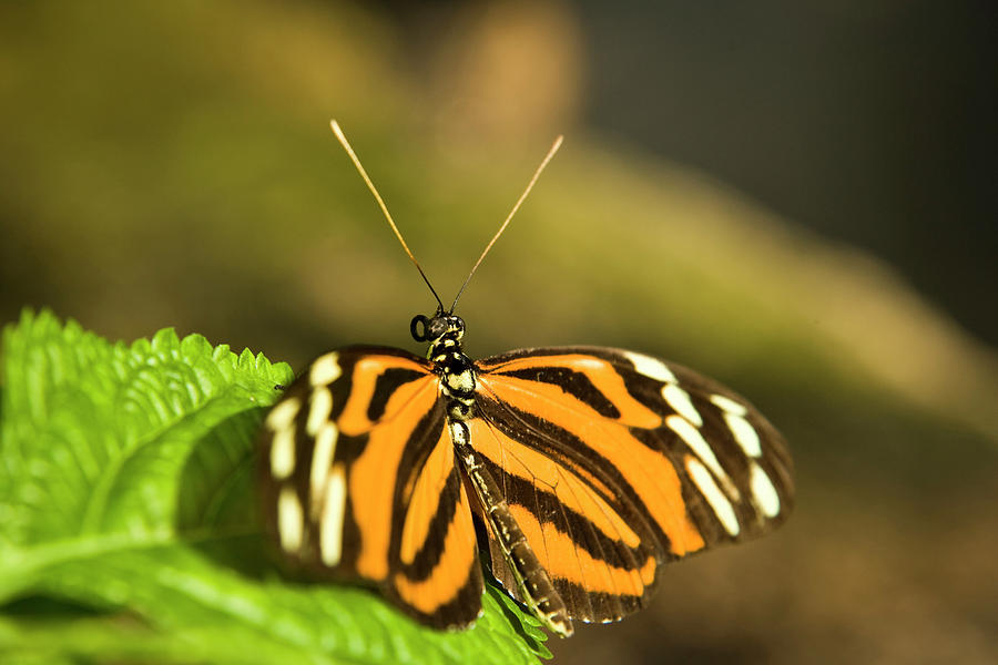 An Isabella Butterfly Eueides Isabella Photograph by Henry Georgi