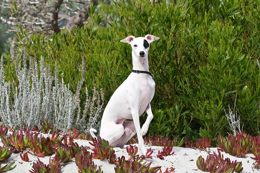 An Italian Greyhound Sitting Photograph by Zandria Muench Beraldo ...