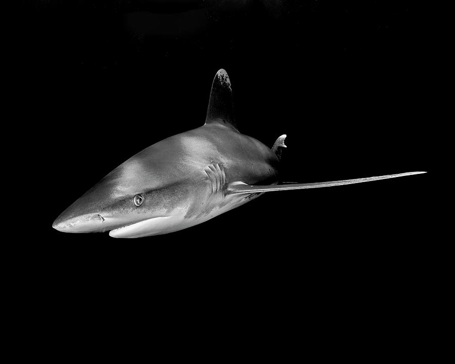 Black And White Photograph - An Oceanic Whitetip Shark Taken At Cat by Brent Barnes