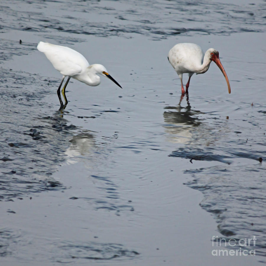 Egret Photograph - An Odd Pair by Suzanne Gaff