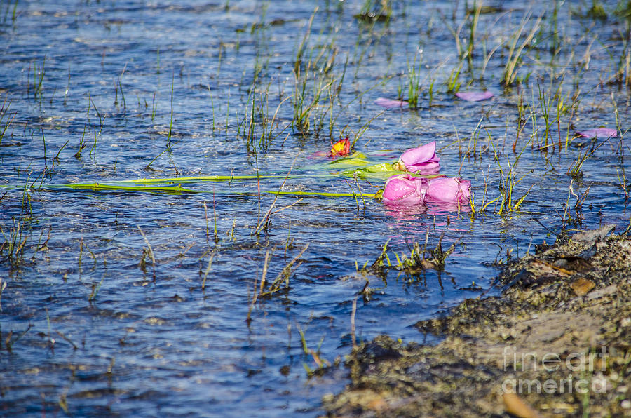 An Offering Of Roses In Lake Huron Photograph