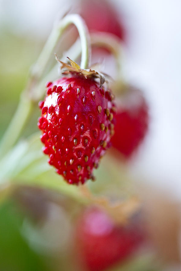 An Offering - Strawberry - Season Photograph by Marie Jamieson
