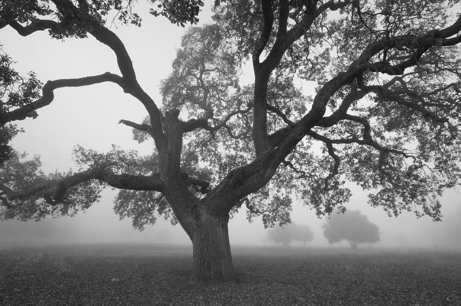An Oak Tree Photograph by Catherine Lau
