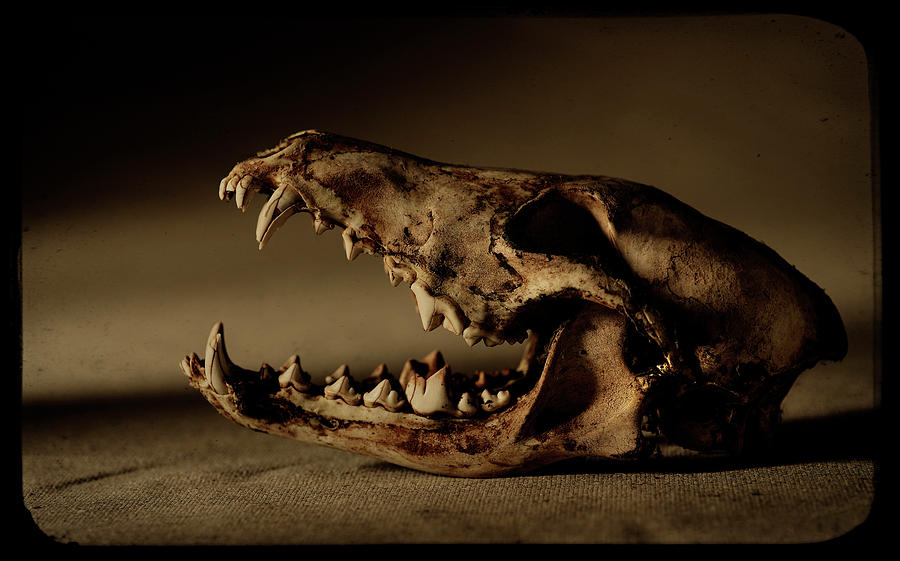 Seattle Photograph - An Old Coyote Skull, Canis Latrans by Earl Harper