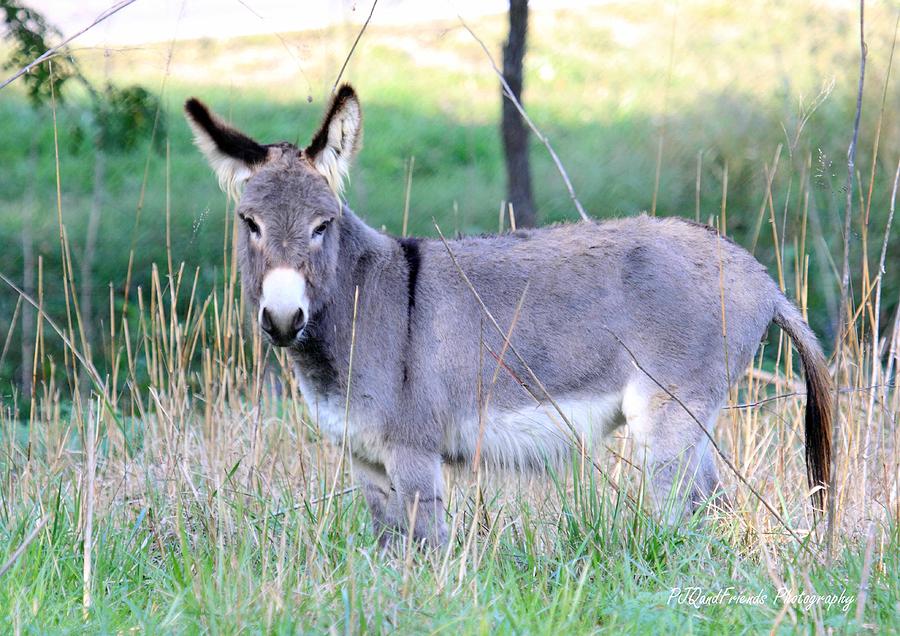An Old Donkey Photograph by PJQandFriends Photography
