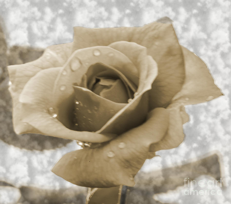 An Old Fashion Rose Photograph by Donna Brown