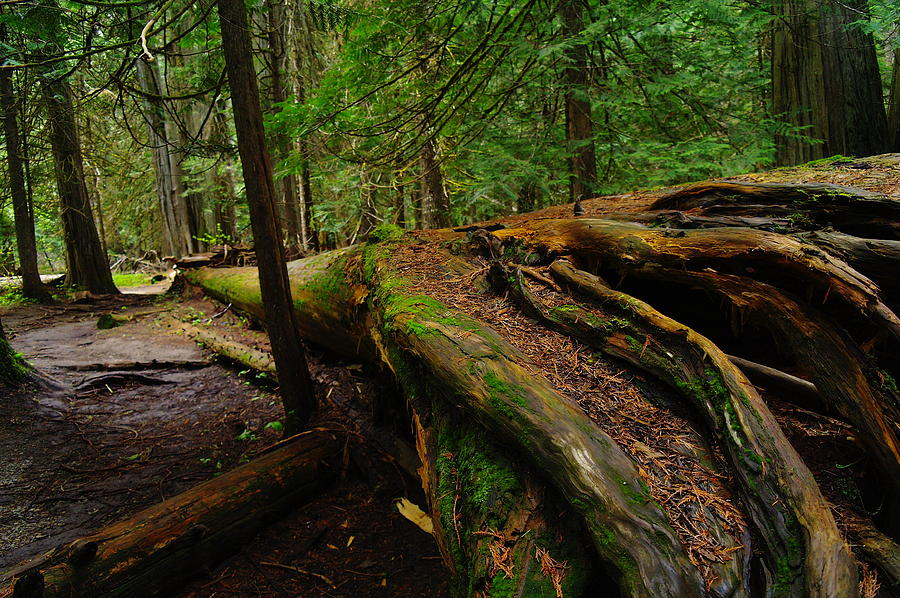 An Old Growth Tree  Photograph by Jeff Swan