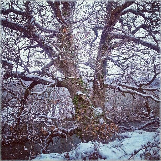 Nature Photograph - An #old #oak By The #river. .. #newtown by Linandara Linandara