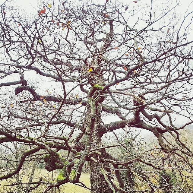 Tree Photograph - An  Old #oak #tree  Hanging Above The by Linandara Linandara