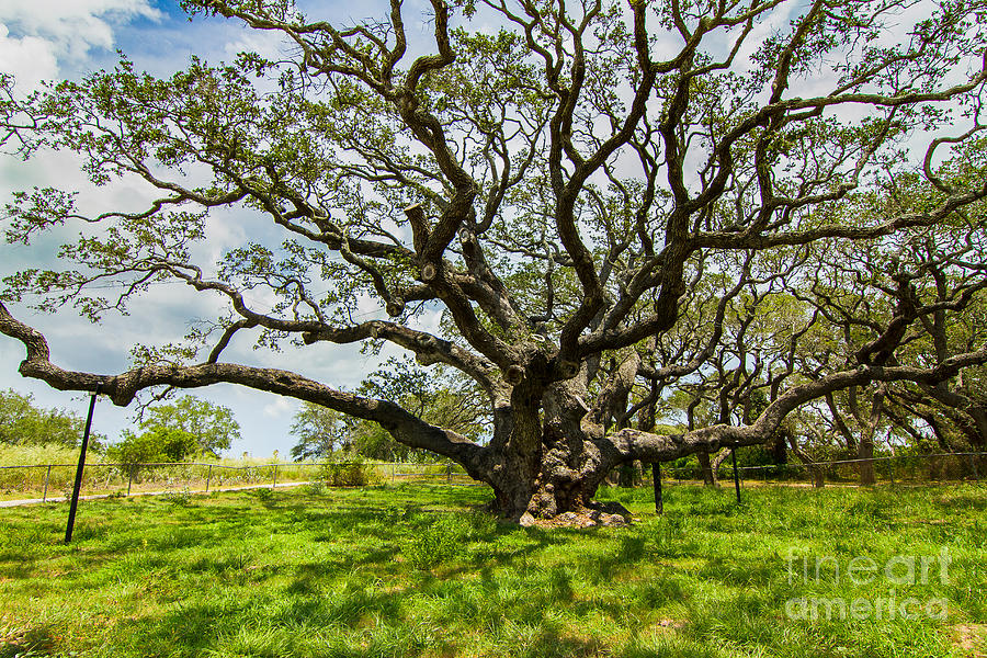 Tree Photograph - An old oak tree on canes by Ellie Teramoto