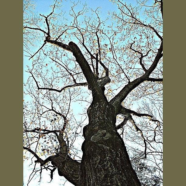 Camera Photograph - An Old Oaktree by Katie Phillips