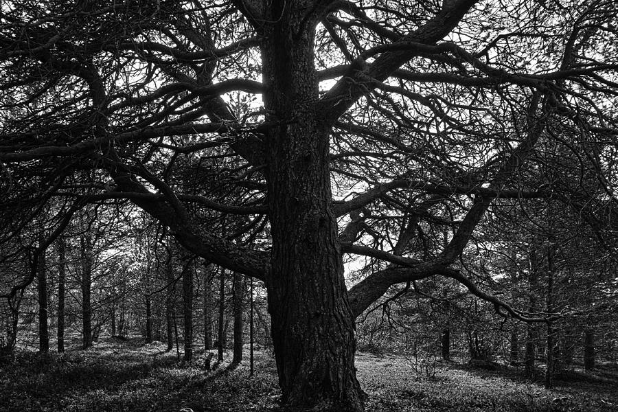 An old pine Photograph by Pekka Sammallahti