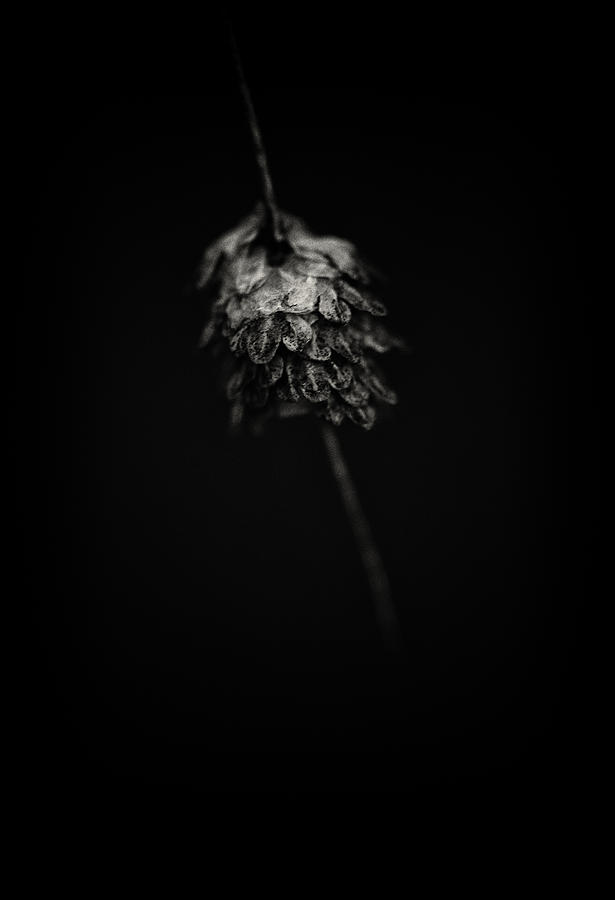 An Old Seed Photograph