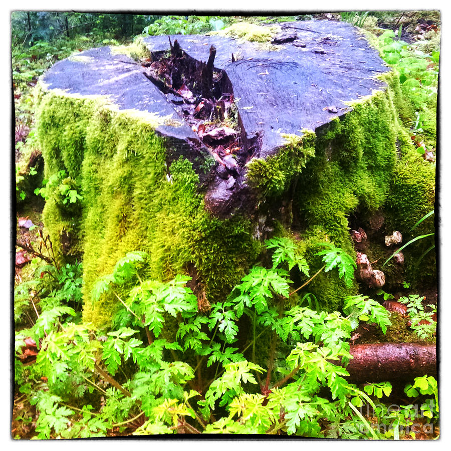An old stump of a tree in the green spring forest Photograph by Gina Koch