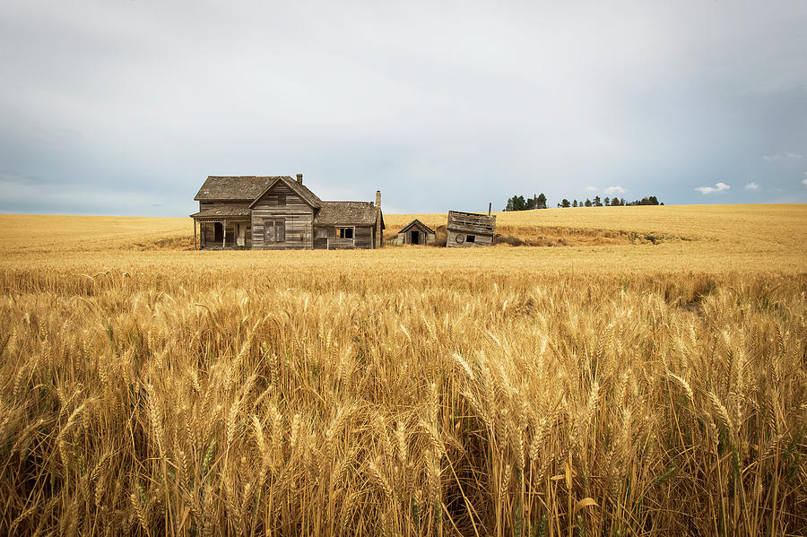 An Old Wooden Farmstead In A Wheat Photograph by Marg Wood