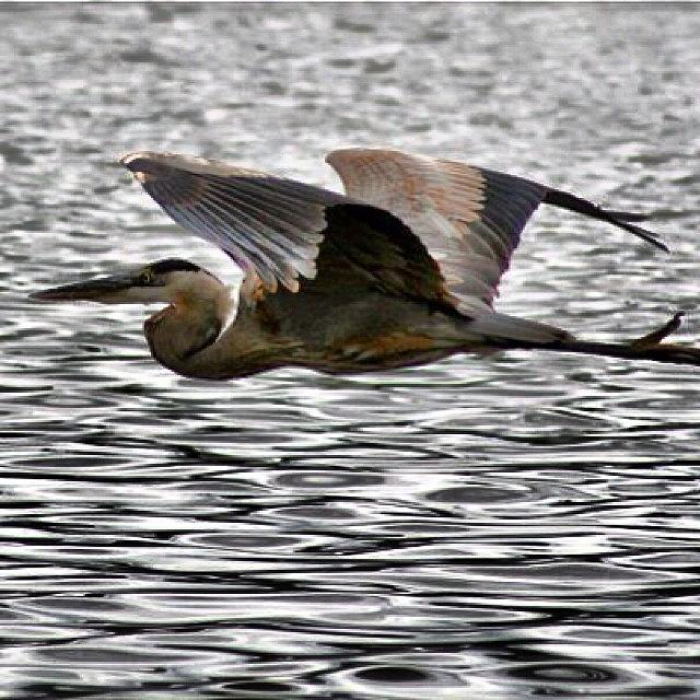 Heron Photograph - An Older Shot From Texas by John Wagner