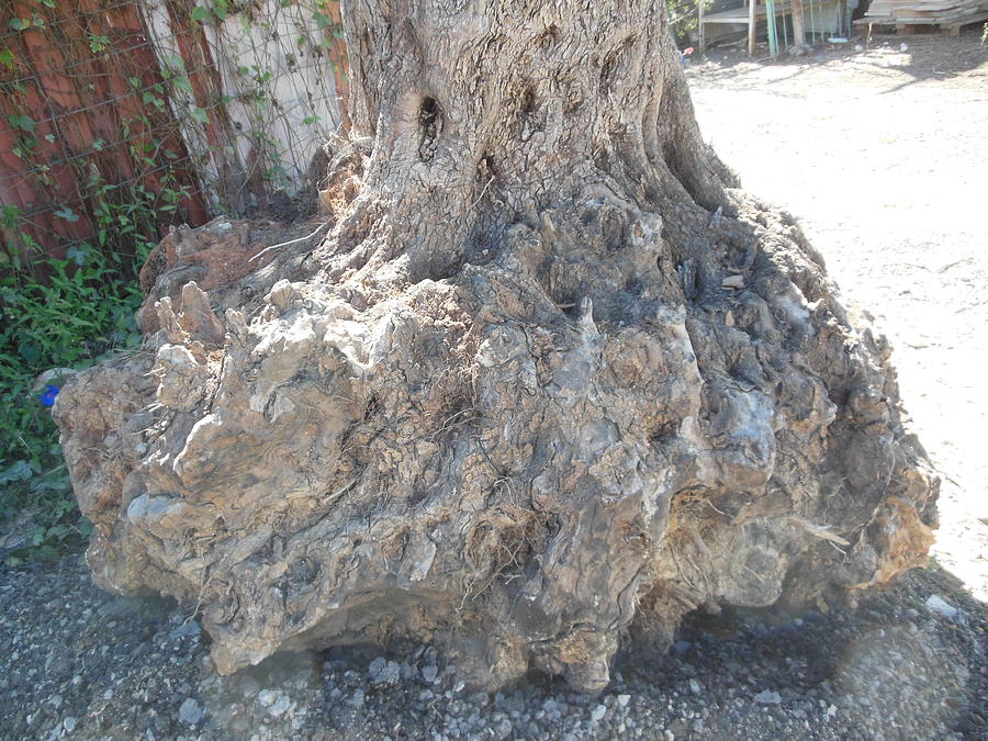 An Olive Tree Stump Photograph by Esther Newman-Cohen