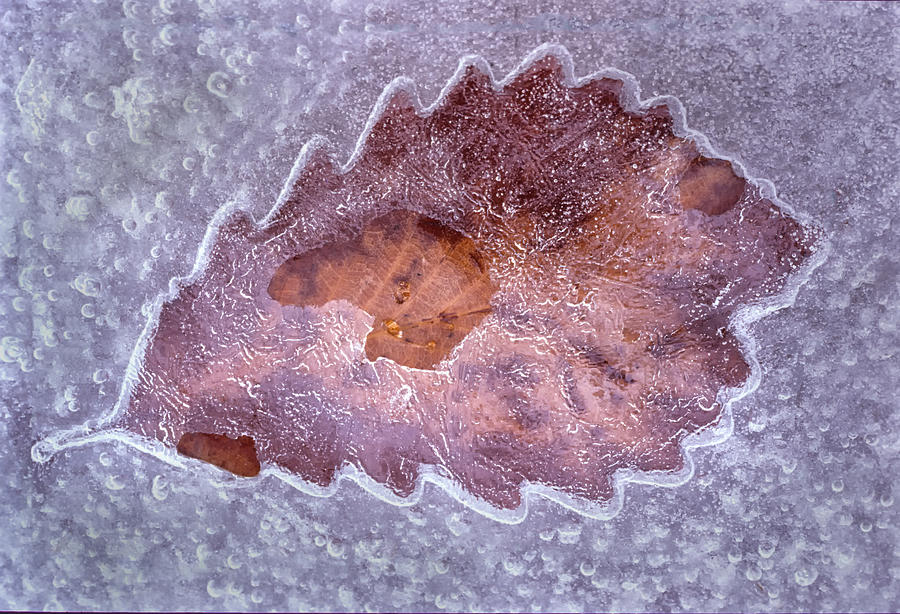 An Opening For The Frozen Leaf Photograph by Gary Slawsky