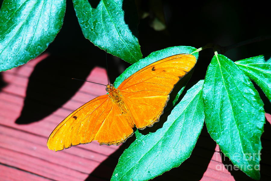 An Orange Butterfly Photograph