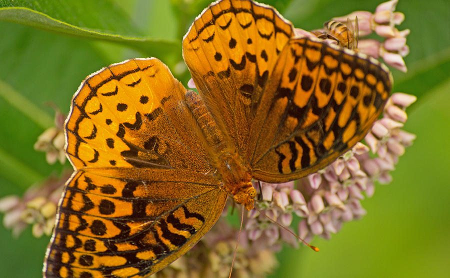 orange butterfly images
