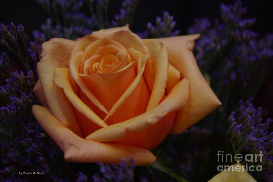 An Orange Rose Photograph by Tannis  Baldwin