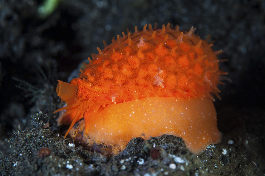 An Orange Sieve Cowry Crawling Photograph by Ethan Daniels - Fine Art ...