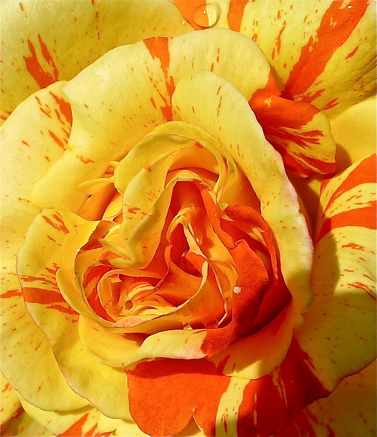 An Oranges And Lemons Rose Close Up Photograph by Denise Mazzocco