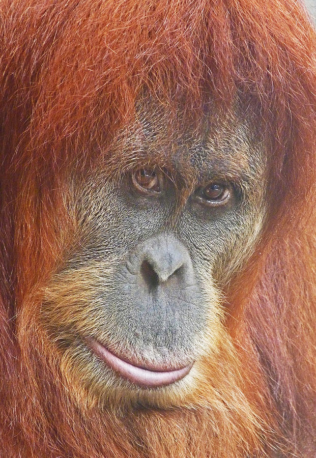 An Orangutan Observing You Photograph by Margaret Saheed