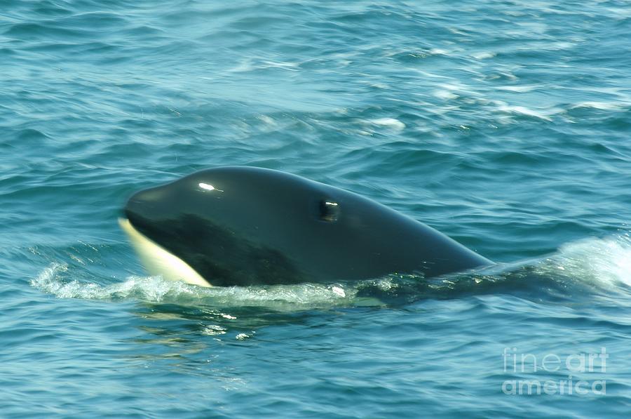 An Orca Surfaces Photograph