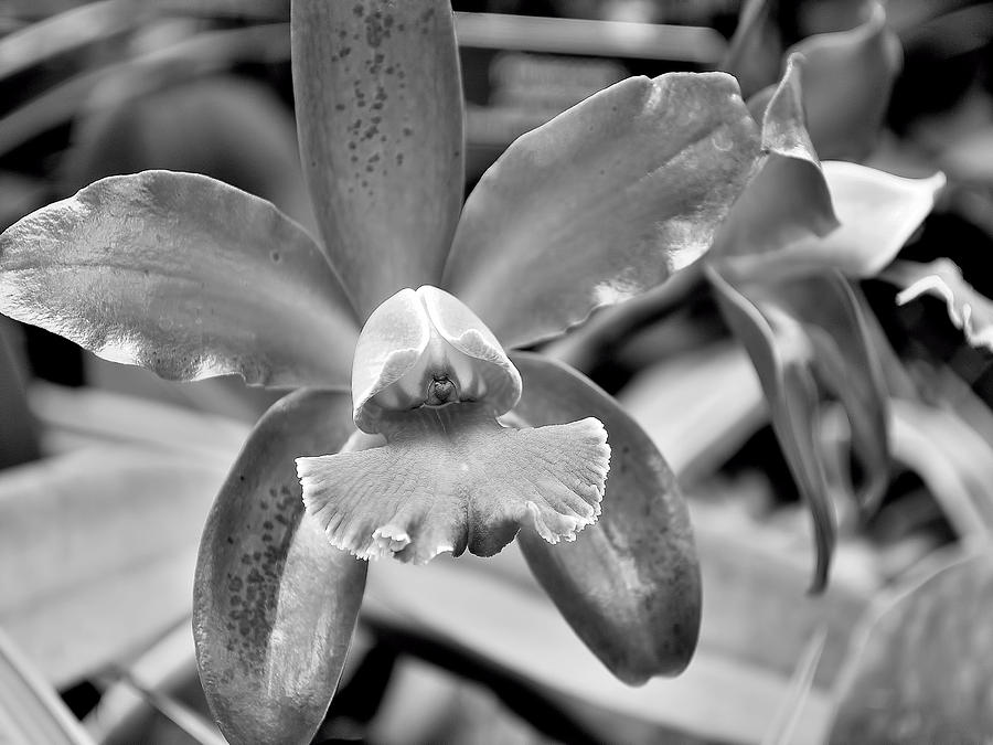 An orchid. Photograph by Digital Photographic Arts