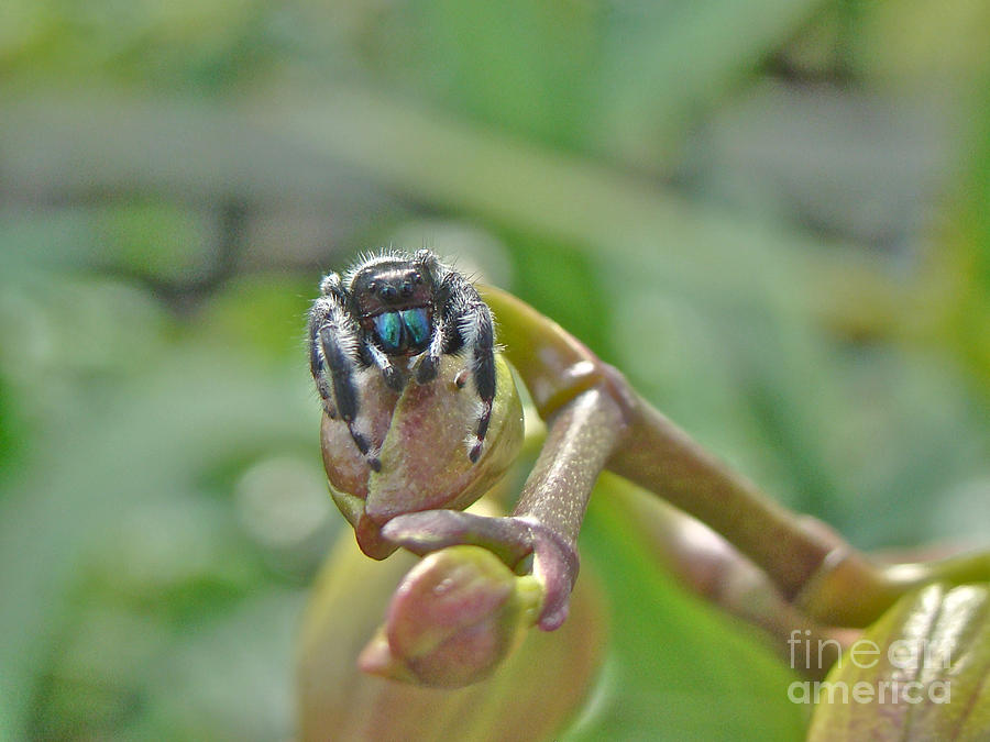 An Orchid For MLady - Jumping Spider - Phidippus audax Photograph by Carol Senske