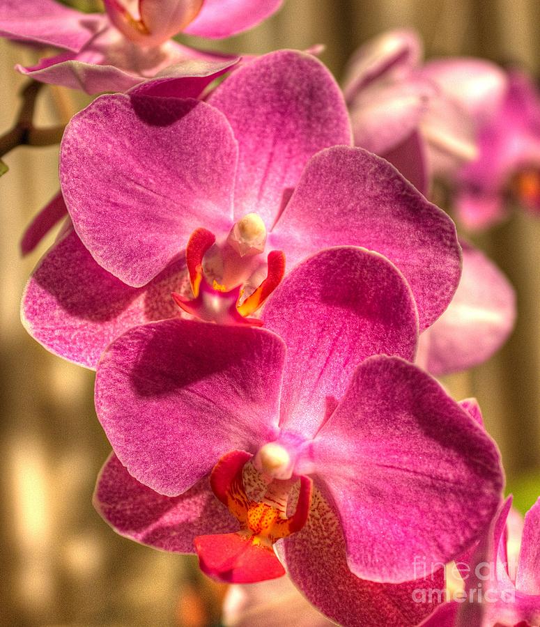 Orchid Photograph - An Orchid by Ines Bolasini