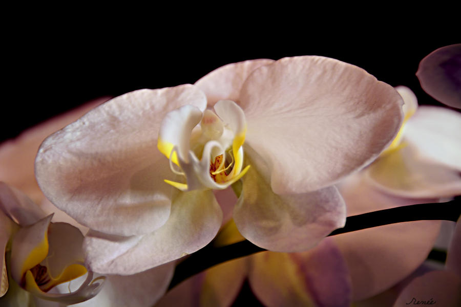 The Lisa Orchid Photograph by Renee Anderson