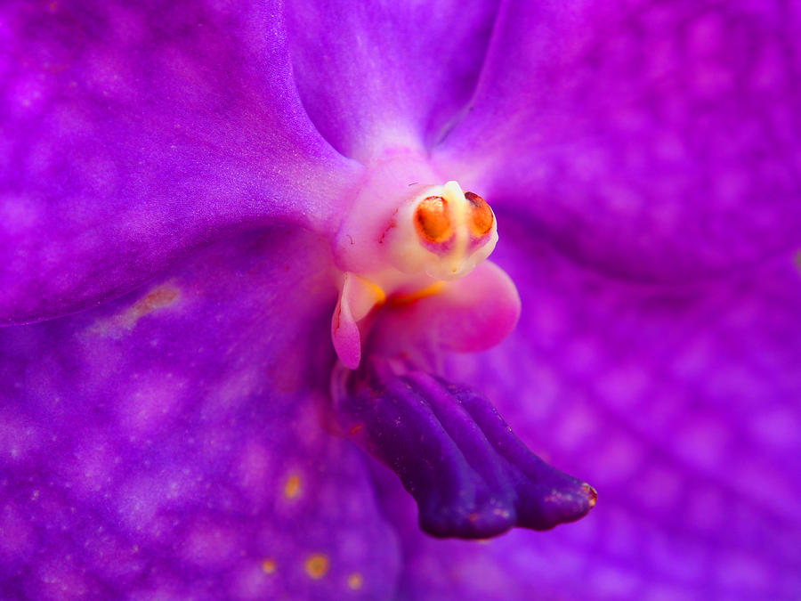 Orchid Photograph - An Orchids Delicates by Kaleidoscopik Photography