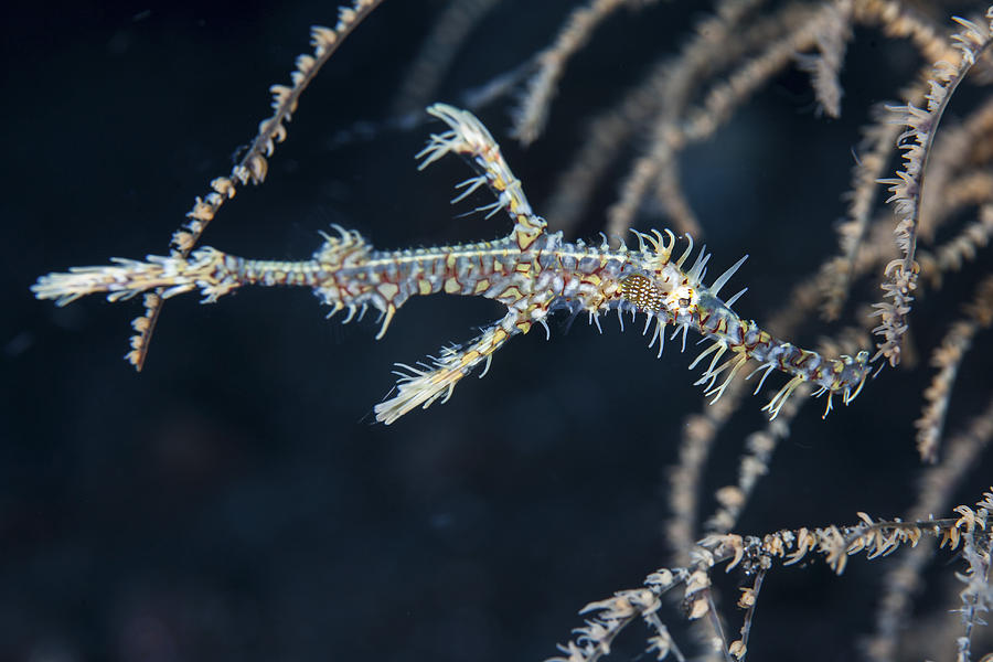 An Ornate Ghost Pipefish Blends Photograph By Ethan Daniels | Fine Art ...