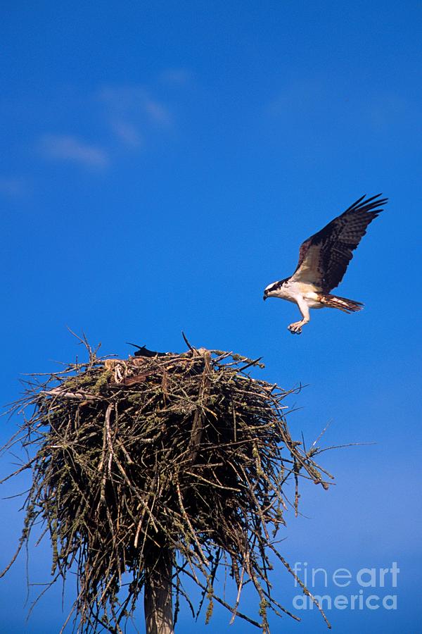 An Osprey Landing in Nest Photograph by John Harmon