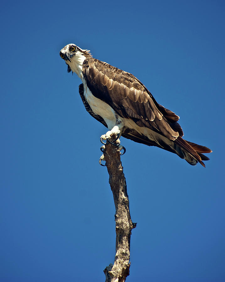 An Osprey Perches Atop A Tree Branch Photograph by David Zentz - Fine ...