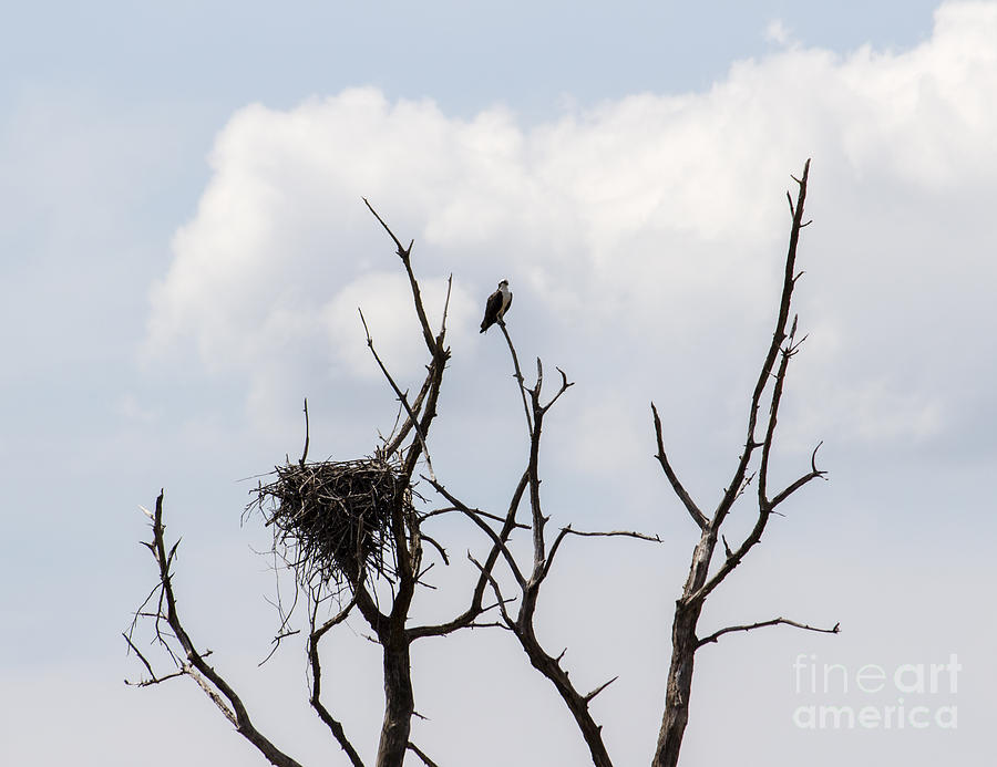 An osprey perches by its nest in a dead tree at Eastern Neck NWR Photograph by William Kuta