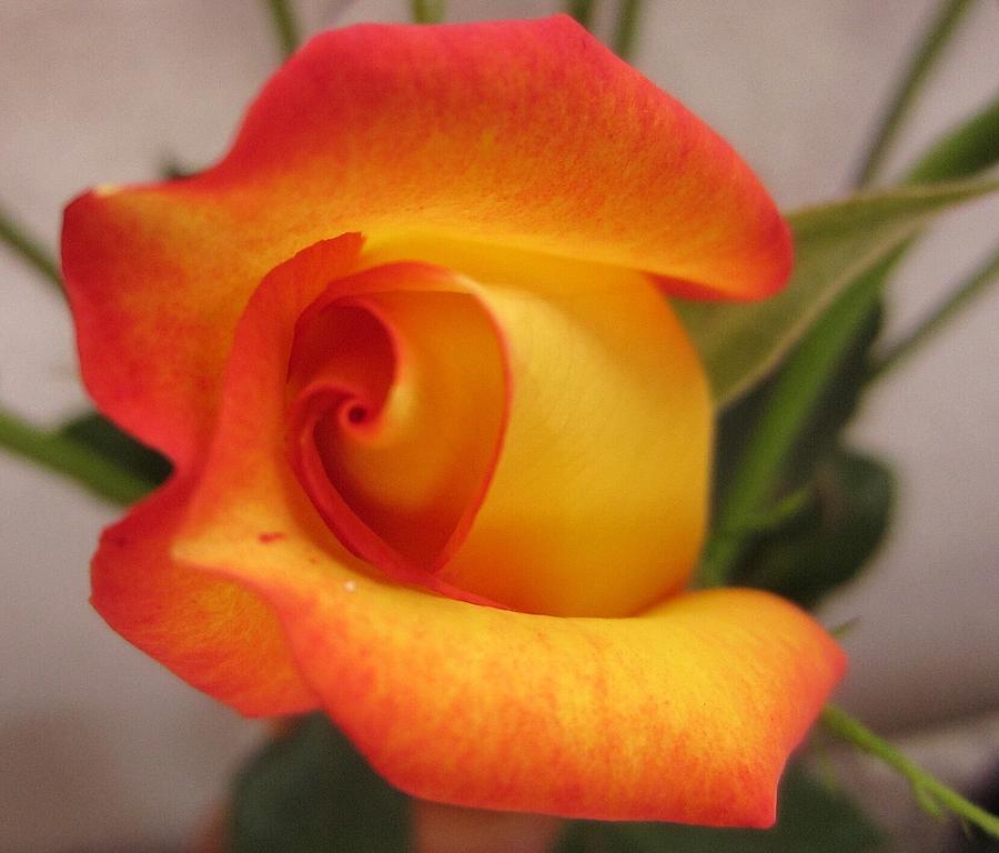 Rose Photograph - An other beauty by Josias Tomas