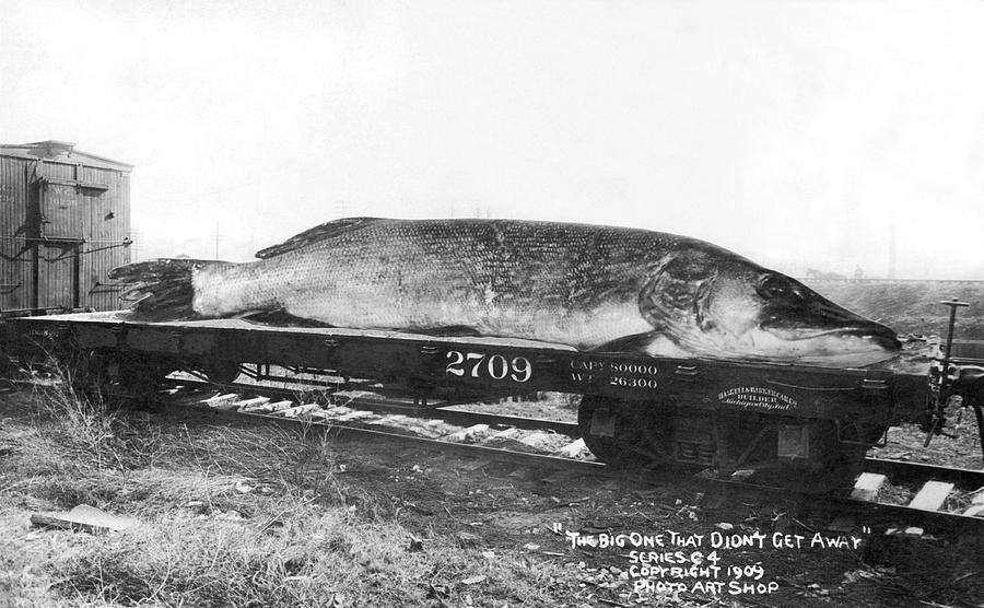 An Oversized Minnesota Fish Photograph by Underwood Archives