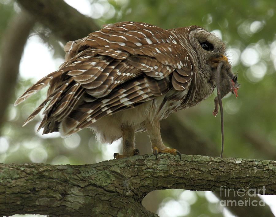 A Barred Owl And A Mouse Photograph by Adam Jewell