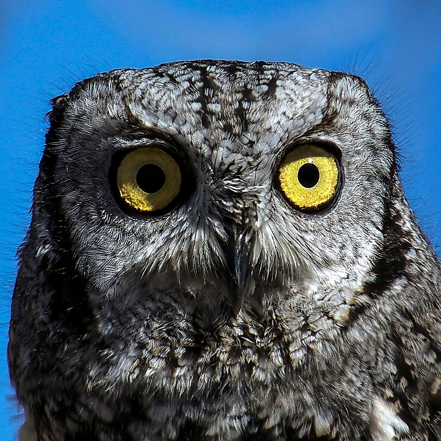 An Owl Photograph by Ernest Echols