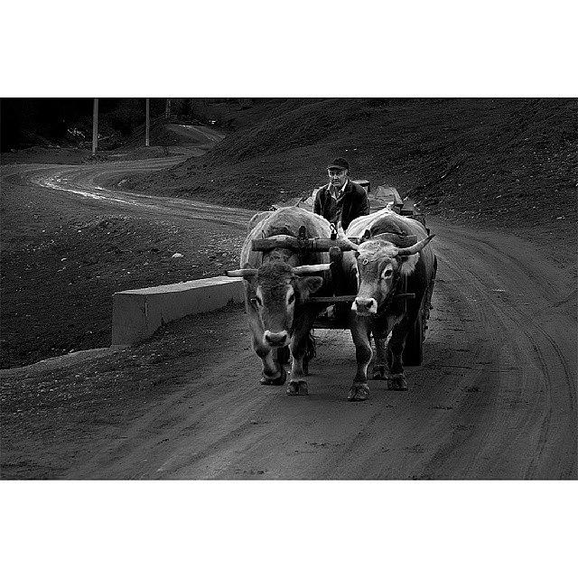 Cart Photograph - An Oxen Cart Loaded With Wood. #romania by Sebastian Comsa