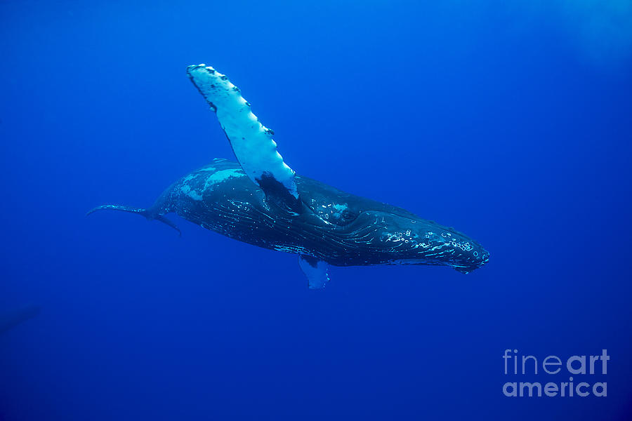 An underwater view of a humpback whale _Megaptera novaeangliae__ Hawaii, United States of America Photograph by Dave Fleetham